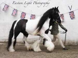 Ridden Coloured Ponies